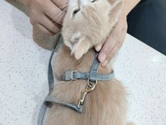 -萌兽医馆·宠物医院·猫骨科(创景店)