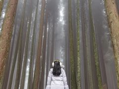-武陵山森林公园