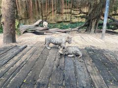 -广州长隆野生动物世界