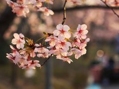 -顾村公园