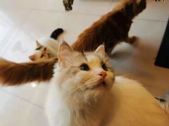 -平行世界·猫咖(首经贸店)