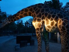 -清迈夜间动物园