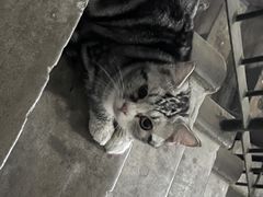 -纳吉亚猫专科动物医院博雅分院