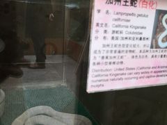 -上海大自然野生昆虫馆(东方明珠·爬宠昆虫探索中心)