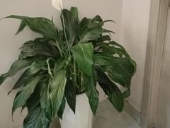 -怡心阁·水疗SPA(天府广场店)