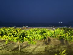 -渔家火锅·海鲜自助餐·演艺(亚龙湾天域酒店)