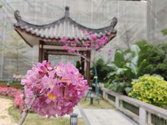 -沙湾姜埋奶(兴新包店)