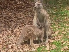-野生动物园-停车场