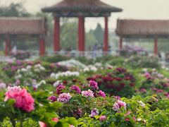 -曹州百花园