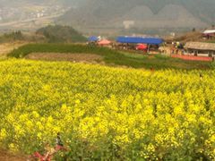 桑洲油菜花-桑洲油菜花景区