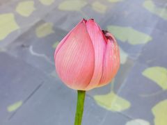 -上海城隍庙