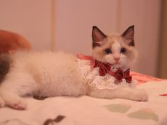 -猫十亿·布偶金渐层·曼基康矮脚猫舍(青年路店)