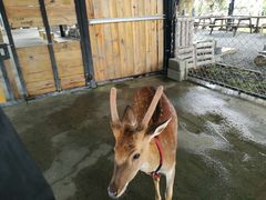 -鹿境梅花鹿生态园区