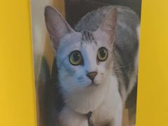 -谜盒子奇幻密室(南屏店)