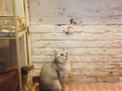 -猫咪博物馆(顶澳仔猫街店)