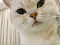 -猫小院猫主题餐厅(三里屯店)