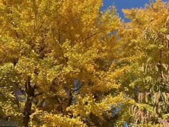 景点-什刹海-后海