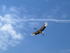 -盐城丹顶鹤湿地生态旅游区