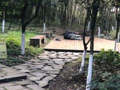 -都江堰中华大熊猫苑