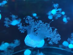 -石家庄海洋公园