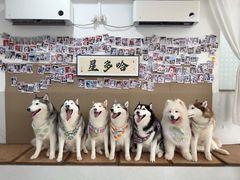 -星多哈·狗咖·拼豆·咖啡