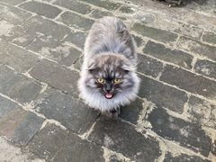 -喵屿·大理花园猫咖