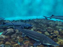 -太平洋海底世界