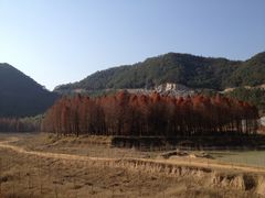 -小芝红树林