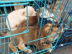 -青石桥花鸟鱼虫市场(叠翠城店)