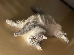 -瑞鹏宠物医院·骨科·猫科·内科(第一中心)