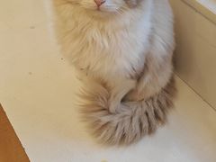 -Let's go狗咖·猫咖·奶狗·桌游(春熙路IFS店)