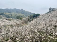 -广州市流溪河国家森林公园