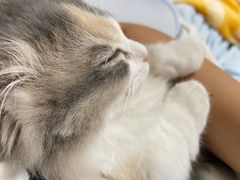 -萌兽医馆·宠物医院·猫骨科(创景店)