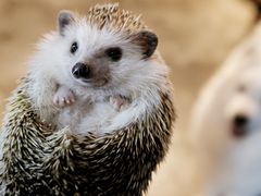 -more than meow吴止猫主题餐厅(承德 中船汇店)