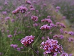 -紫颐香薰山谷景区