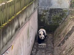 -成都大熊猫繁育研究基地