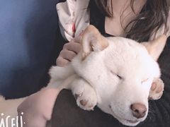 -喜柴咖啡·柴犬狗咖