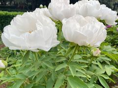 -西苑公园