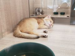 -飞行喵MR PILOT|猫舍·猫咖(静安大融城店)