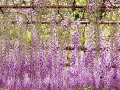 -尹兰楼西北风情餐厅(嘉定店)