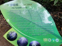 -西双版纳原始森林公园
