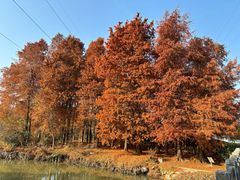 -上海海湾国家森林公园