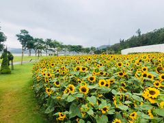 -野狸岛