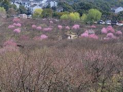 -香雪海