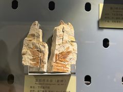 -河南自然博物馆