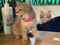 -李小姐の猫咖啡馆(五角场店)