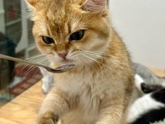 -有喵·猫咖·狗咖·30几只猫10只小狗(岗厦店)