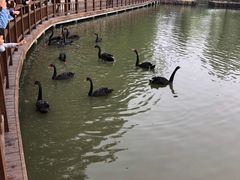 -溱湖国家湿地公园