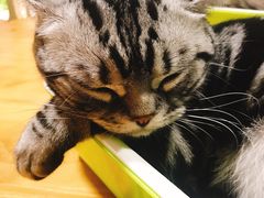 -藦茜花园宠物主题亲子互动体验馆(国顺东路店)