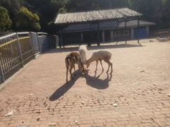 -无锡动物园·太湖欢乐园